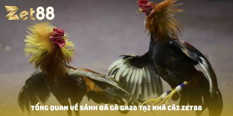Đá gà Ga28