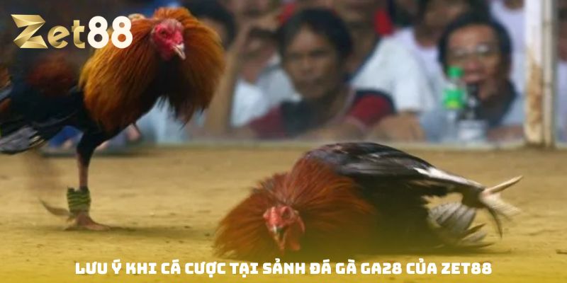 Đá gà Ga28