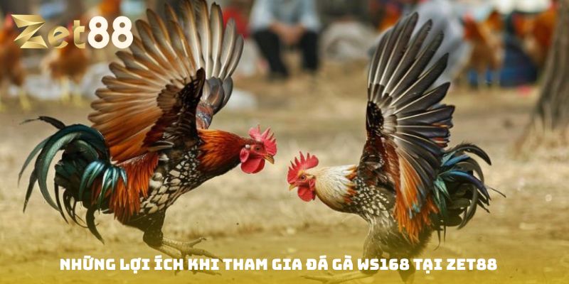 Đá gà Ws168
