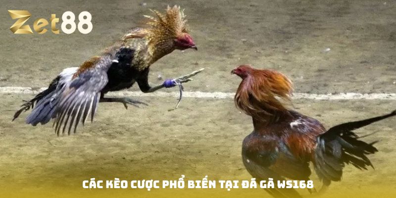 Đá gà Ws168