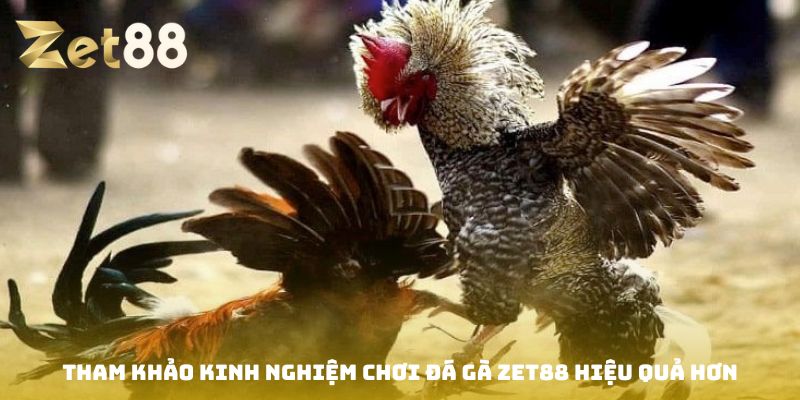 Đá gà Zet88